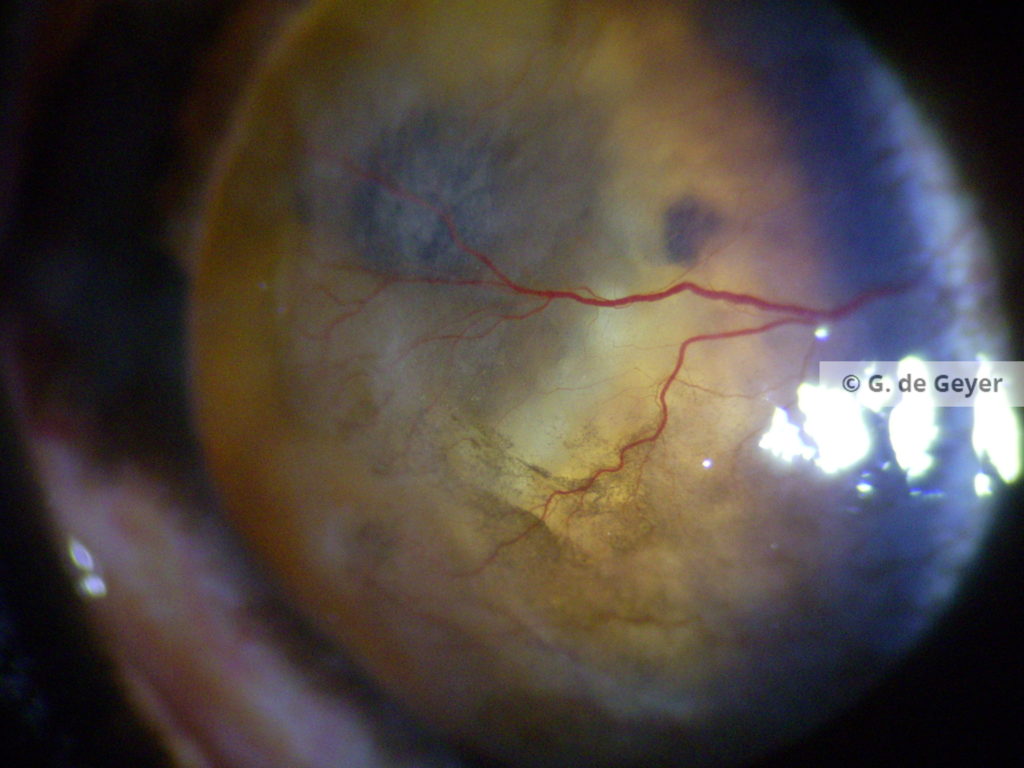 Toutes Les Pathologies Vetvisio