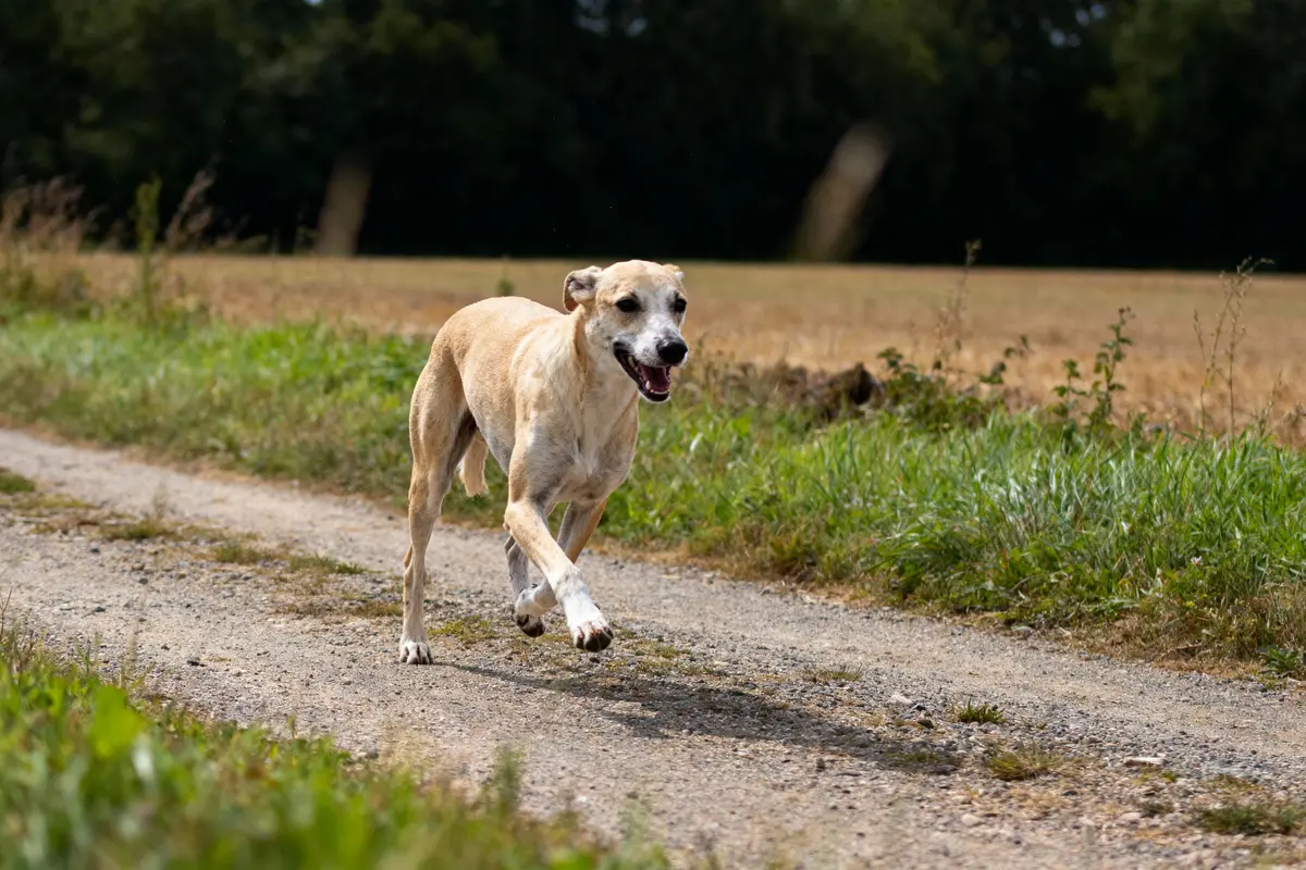 Un chien beige court sur un chemin de terre, entouré de verdure et de champs.