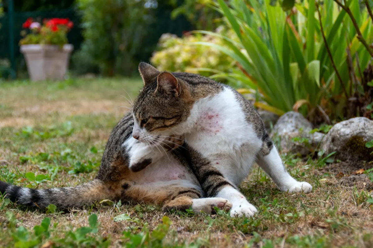 Chat tigré grattant son oreille dans un jardin, près de plantes et de fleurs en pot, par temps chaud.