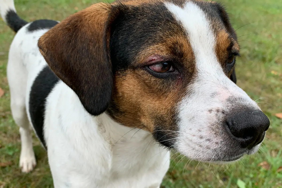 Chalazion du chien : Causes, Symptômes et Traitements ?