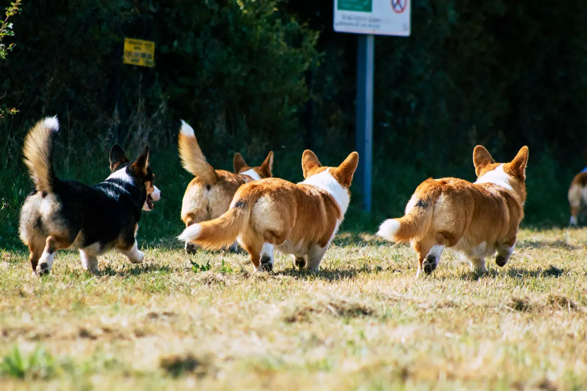 Cinq chiens Corgis courent sur une pelouse ensoleillée, arbres et panneaux en arrière-plan.