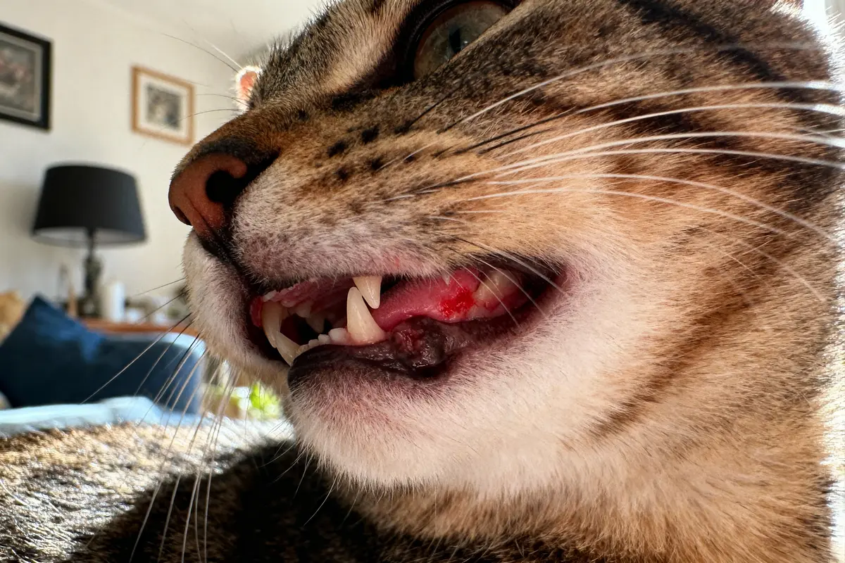 Gros plan d'un chat tigré montrant ses crocs et sa gencive rouge dans un salon.