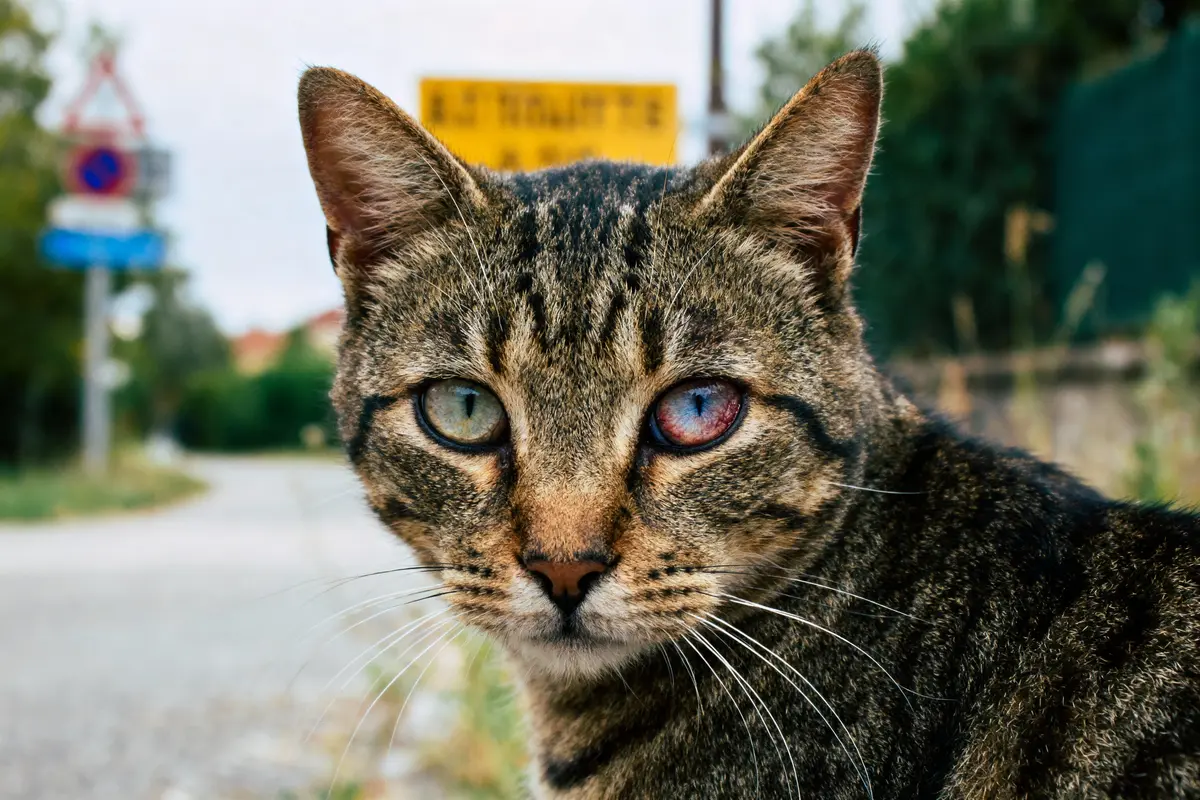 Kératite du chat : Quels symptômes et traitements efficaces ?