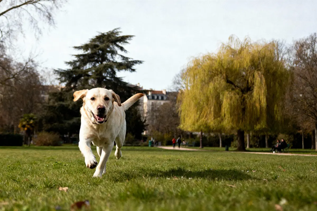 Labrador Américain : Tout savoir sur cette race populaire