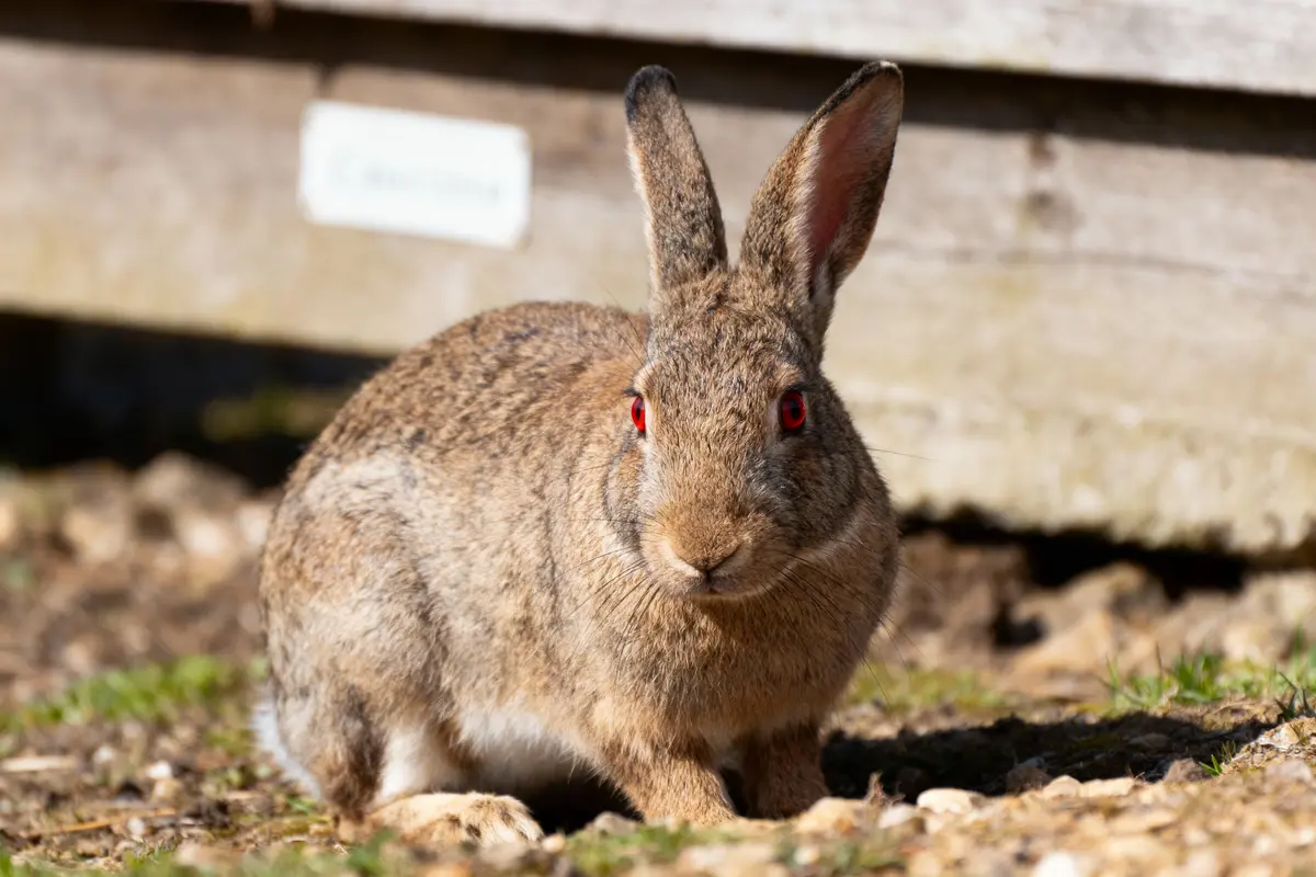 Lapin brun aux yeux rouges, debout sur sol pierreux près d'une surface en bois.