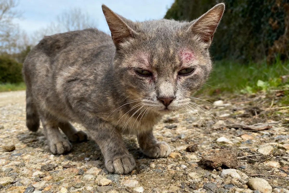 Chat gris au pelage tigré, regard fatigué, taches sur le visage, en extérieur sur chemin caillouteux.
