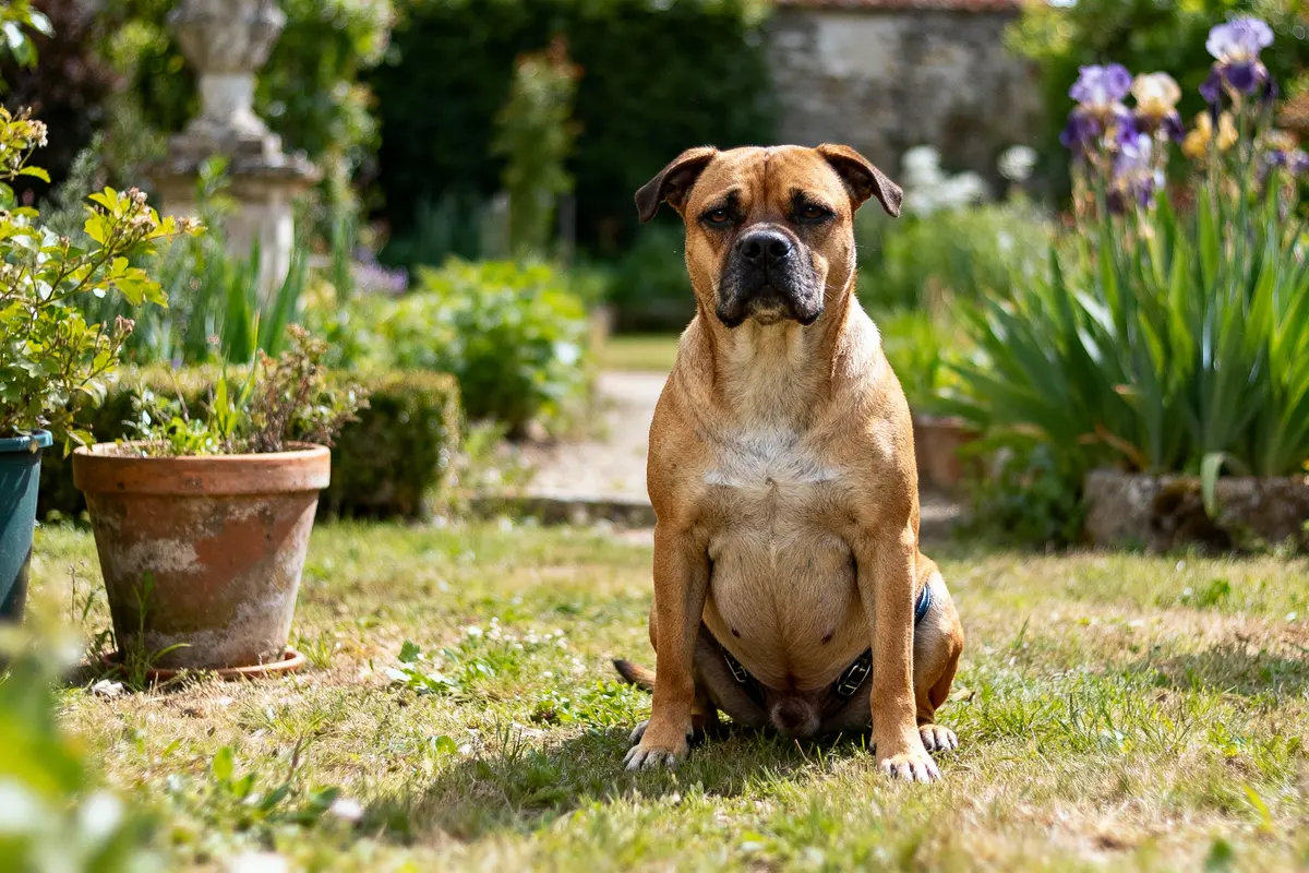 Chien beige assis dans un jardin fleuri avec pots en terre cuite et buissons verts.