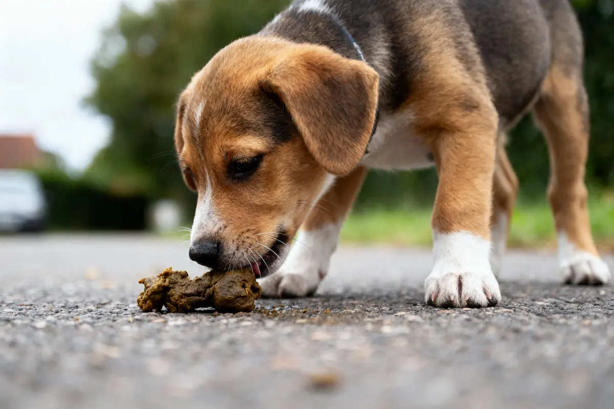 Chiot renifle des excréments sur la route, environnement extérieur flou, ciel partiellement nuageux.