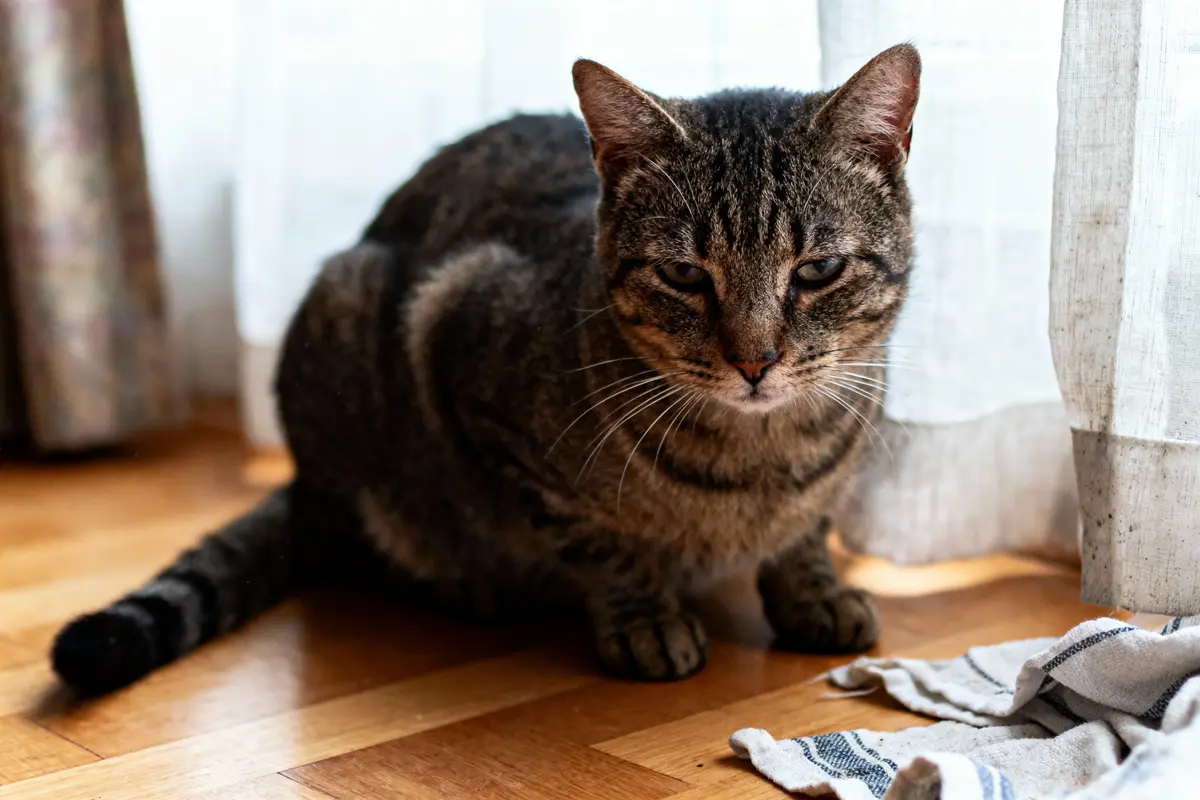 Chat tigré assis sur parquet, regardant vers l'objectif, près d'un rideau blanc et d'un chiffon.