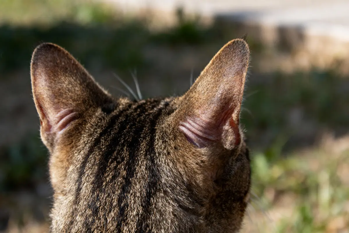 Gros plan sur la tête d'un chat tigré vu de dos, paysage flou en arrière-plan.