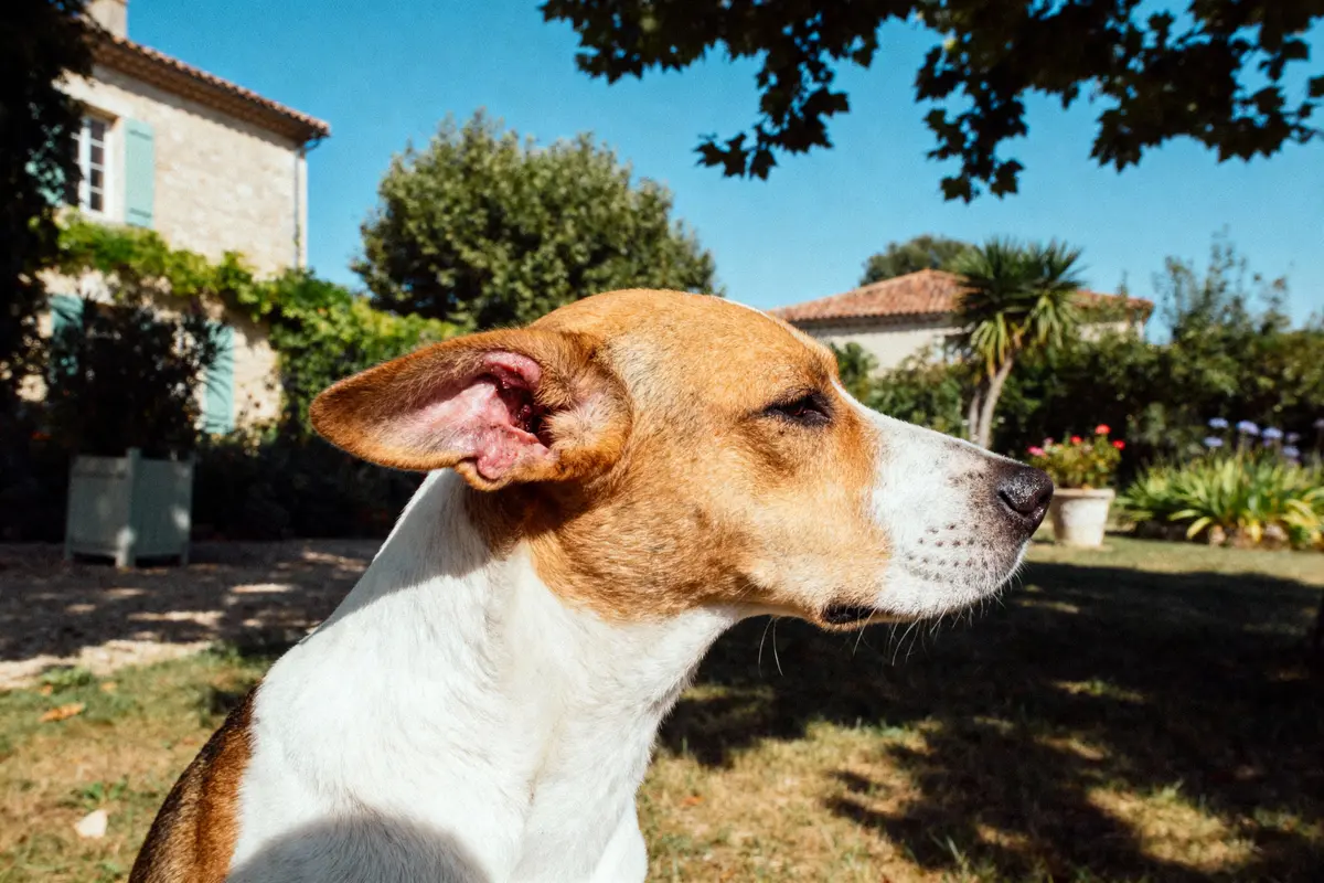 Chien à la fourrure blanche et brune, profil, devant une maison en pierre, jardin arboré, éclairé par le soleil.