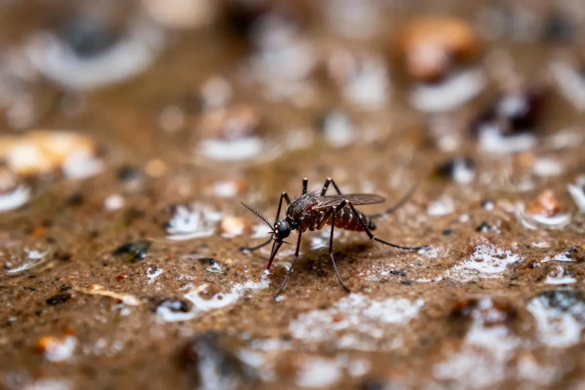 Un moustique sur une surface mouillée, entouré de petites gouttes d'eau et de cailloux.