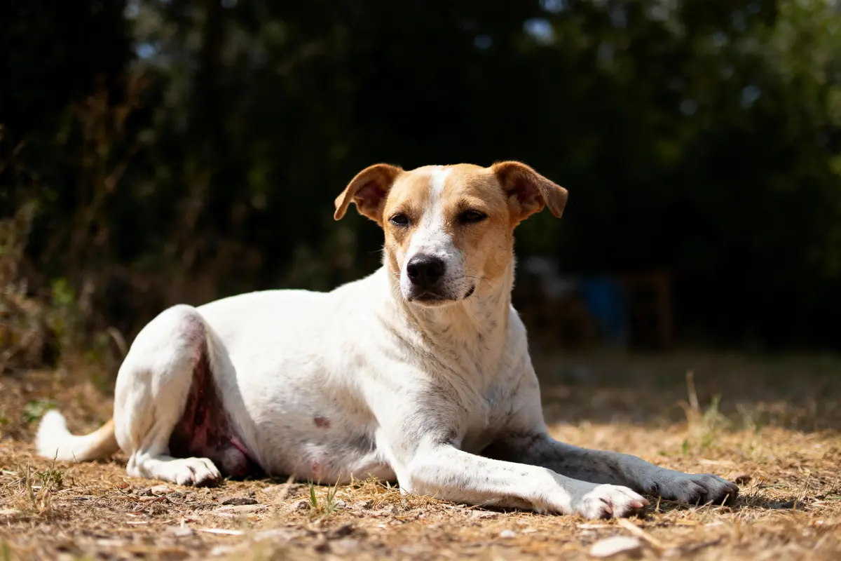 Chien blanc et beige allongé sur sol herbeux, lumière naturelle, fond flouté.
