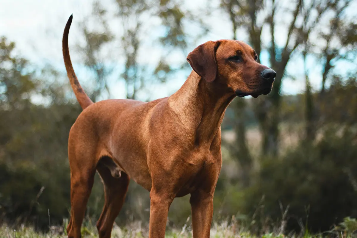 Chien marron debout dans la nature, regardant au loin, arrière-plan flou de forêt, ciel nuageux.