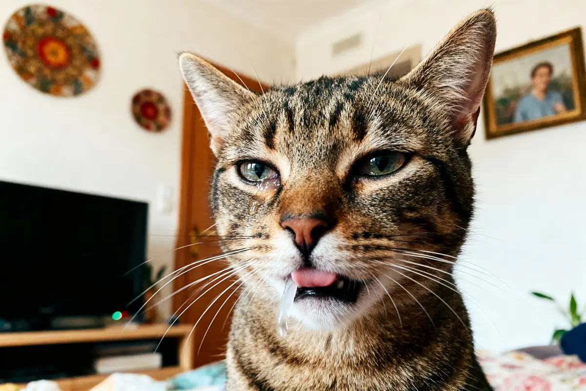 Chat tigré avec la langue sortie, pleurant, dans un salon avec télévision et décorations murales.