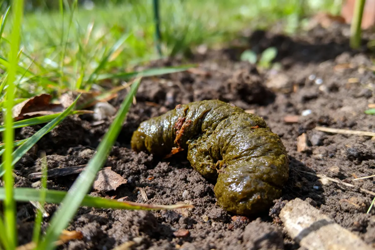 Excrément animal sur sol terreux avec herbe verte en arrière-plan. Lumière du soleil.