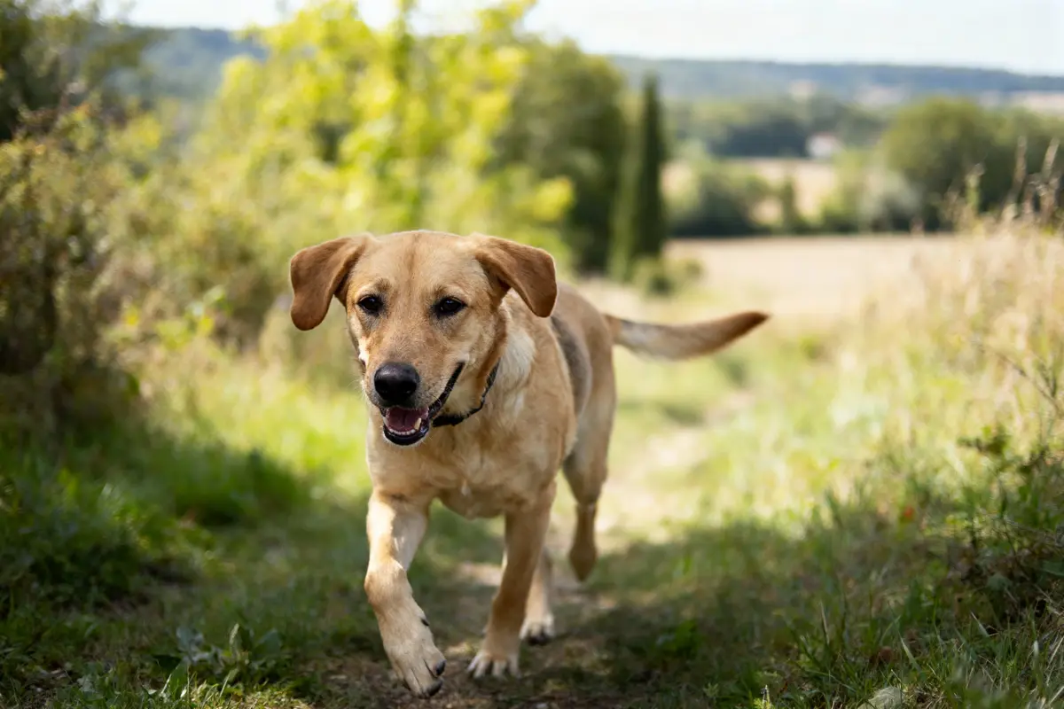 Chien beige souriant court sur un chemin de campagne verdoyant, ciel bleu en arrière-plan.