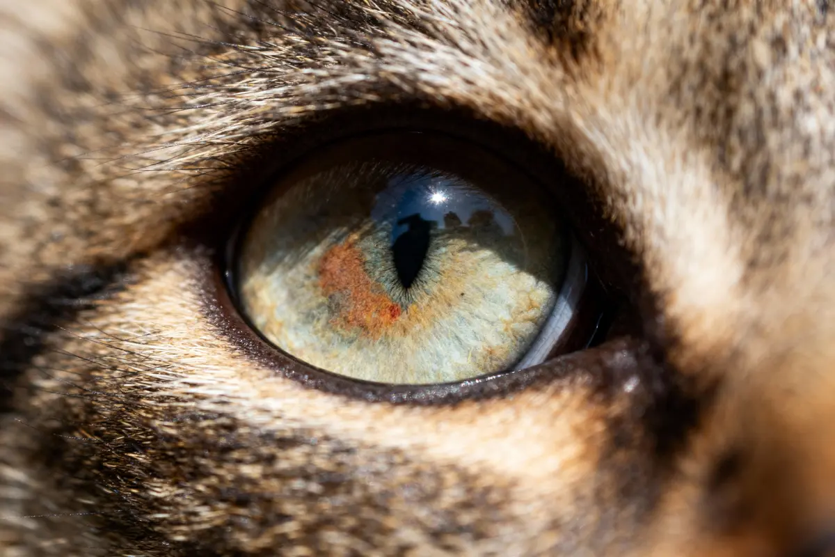 Gros plan sur l'œil d'un chat avec des détails colorés et une pupille fendue.