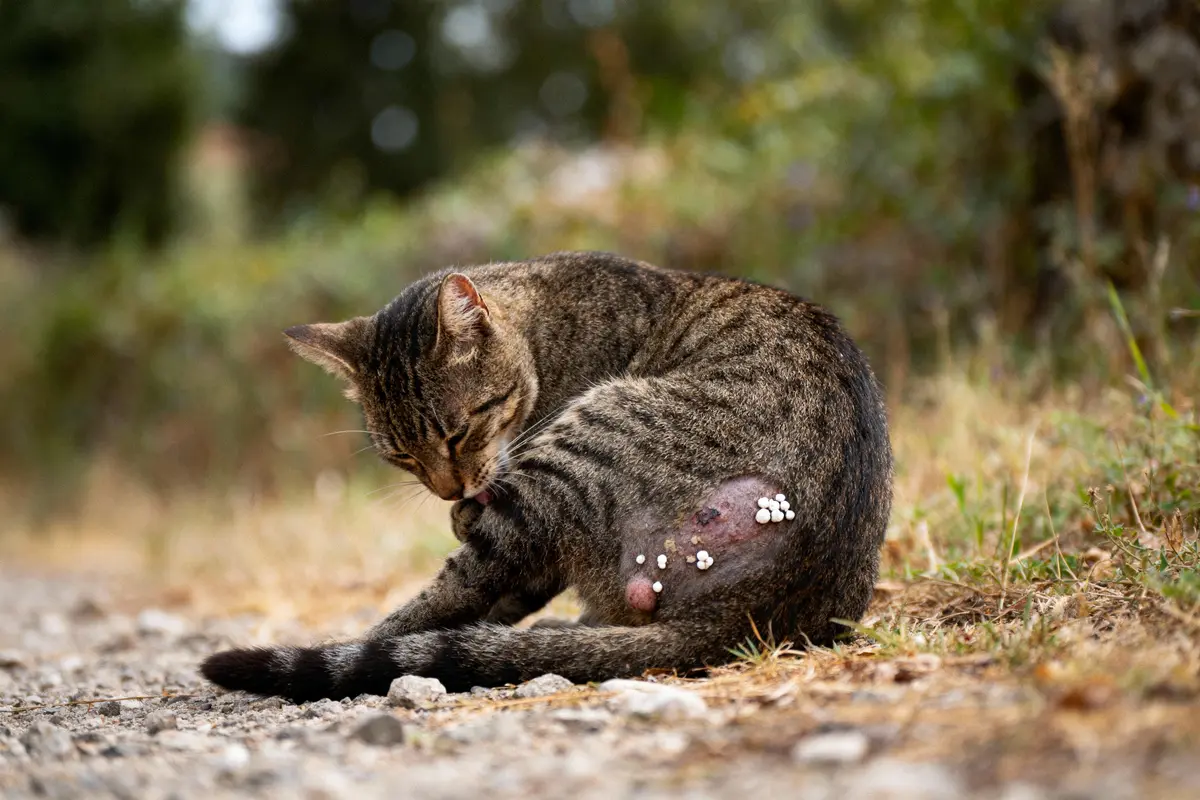 Chat rayé se léchant près d'une plaie infectée à l'extérieur, avec du gravier et de l'herbe en arrière-plan.