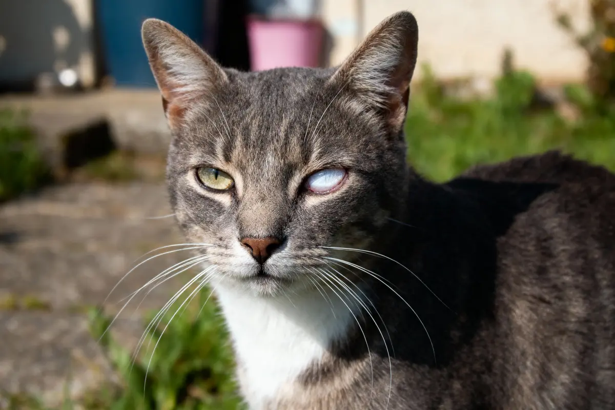 Chat gris et blanc aux yeux hétérochromes, un oeil normal et un opaque, en extérieur ensoleillé.