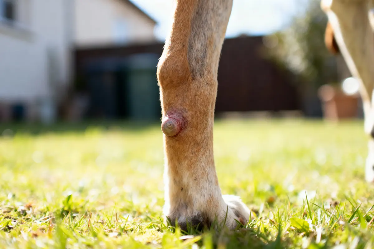 Patte d'animal avec excroissance sur l'herbe, arrière-plan flou, ensoleillé.