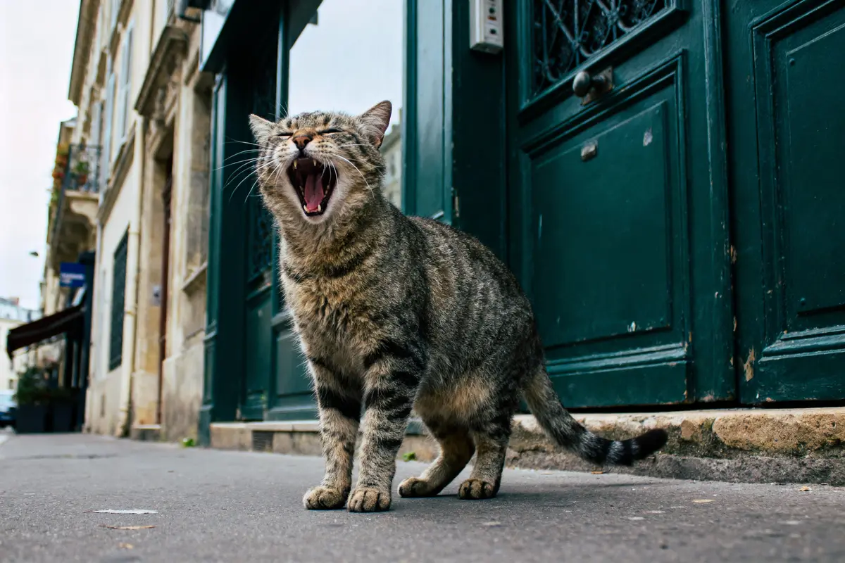 Chat tigré bâillant sur un trottoir devant une porte verte en ville.