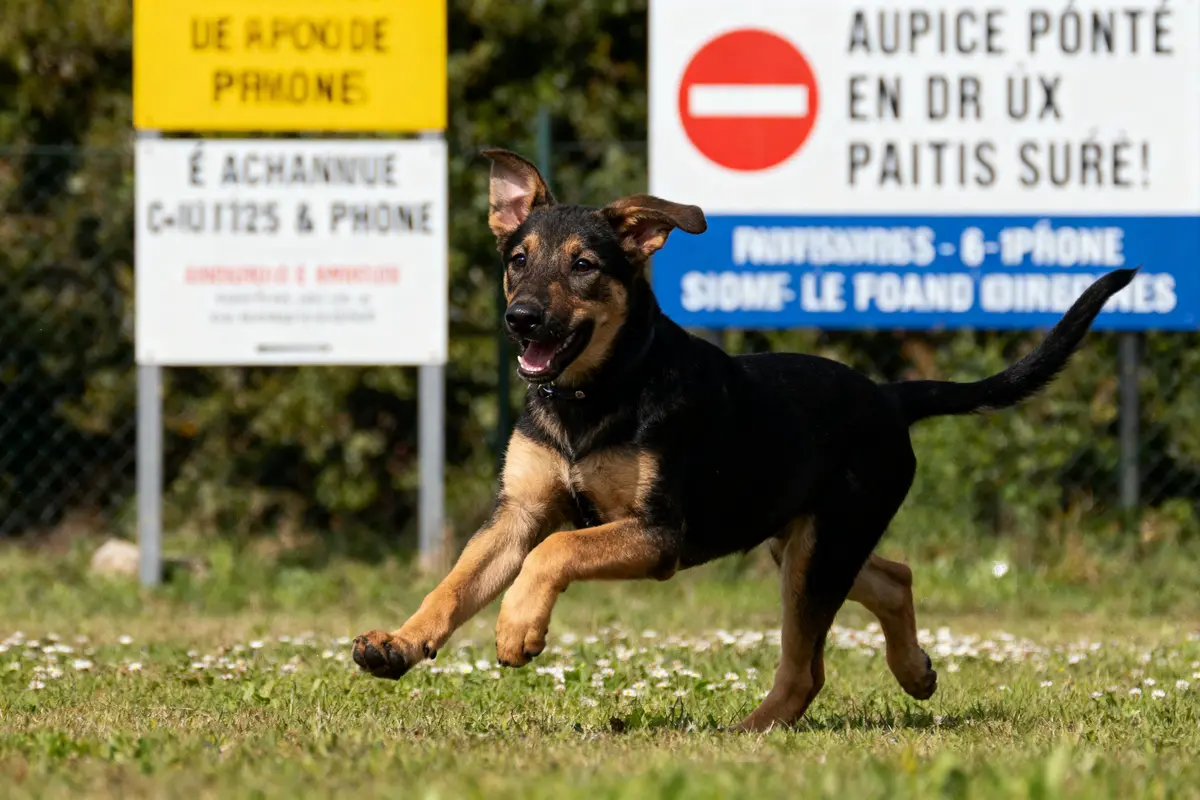 Chien noir et brun courant joyeusement sur l'herbe, panneaux flous en arrière-plan.