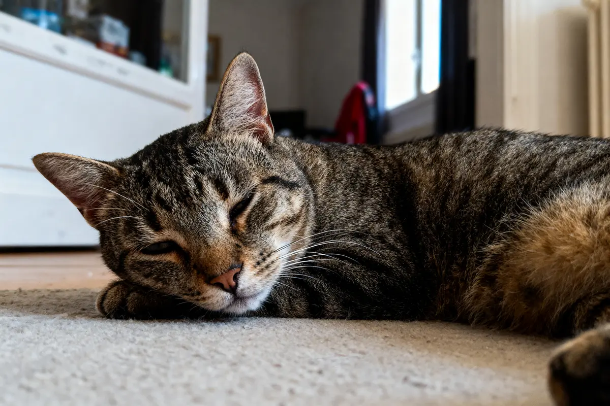 Chat tigré endormi sur un tapis beige, intérieur lumineux en arrière-plan.