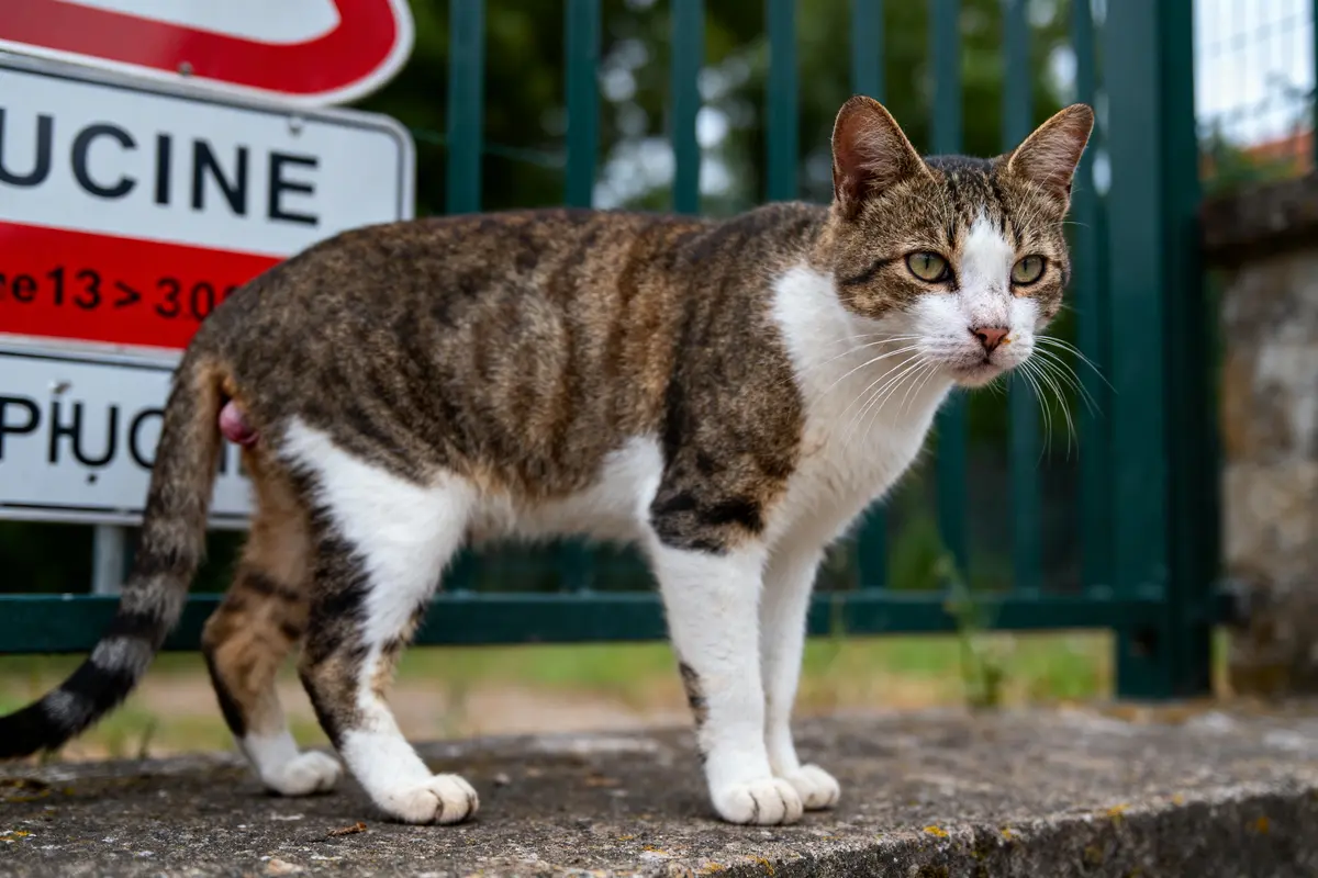 Chat tigré et blanc debout devant un panneau, près d'une clôture verte.