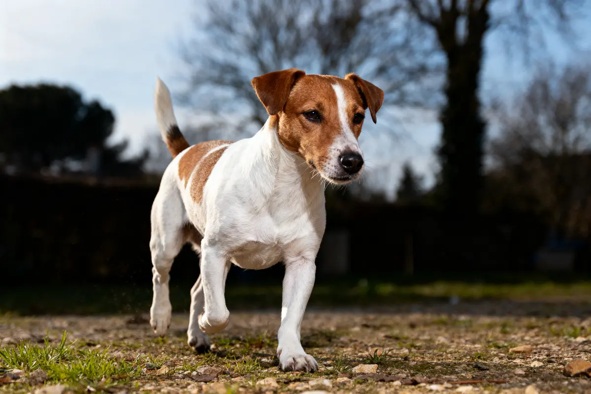 Chien Jack Russell marchant à l'extérieur sur une surface de terre, ciel bleu et arbres en arrière-plan.