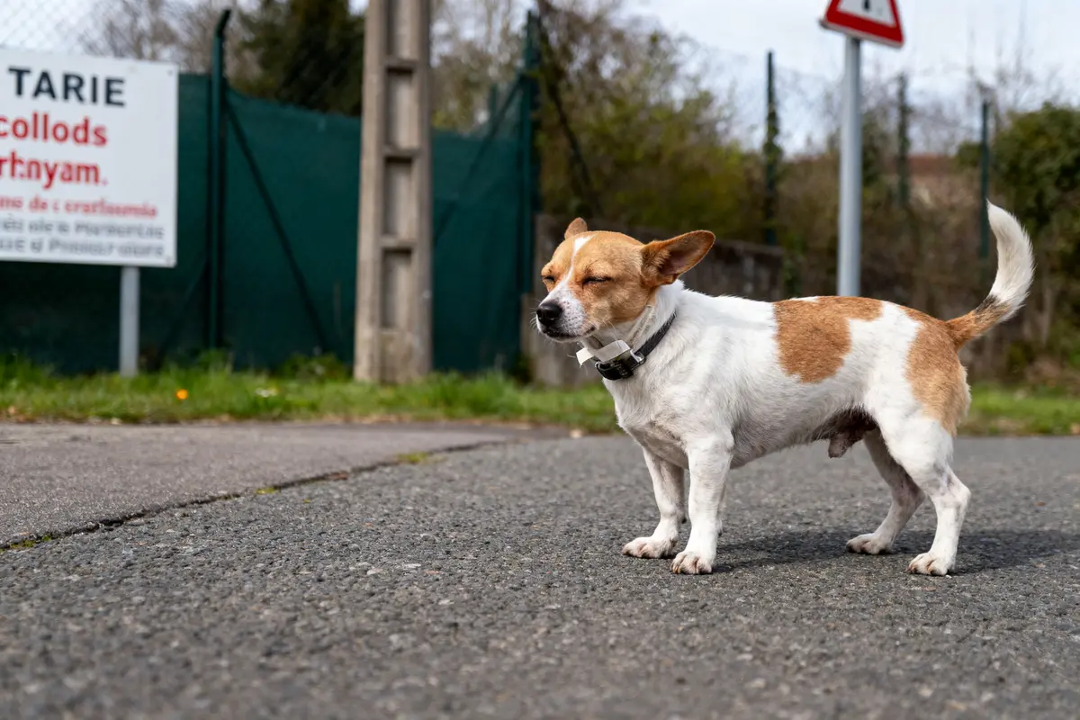 Petit chien blanc et marron debout sur une route, yeux plissés, près de panneaux et clôture.