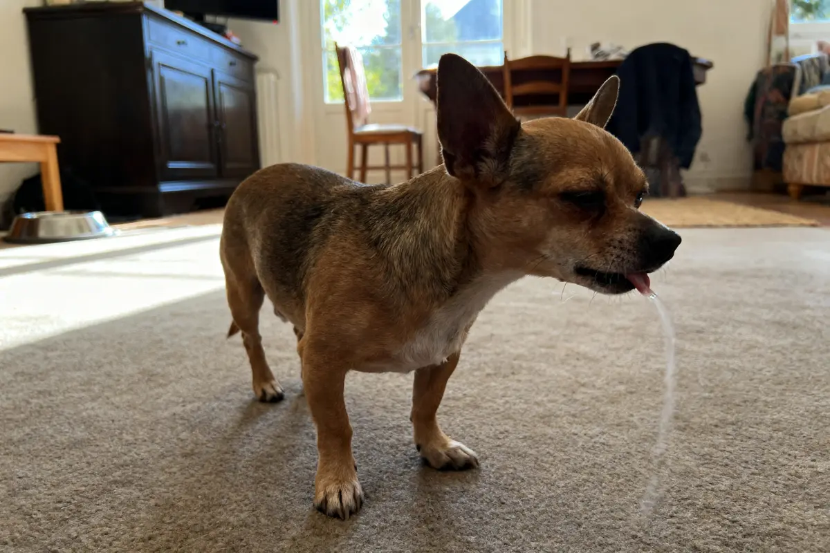Chien Chihuahua debout sur tapis, avec langue sortie, à l'intérieur d'une pièce ensoleillée.