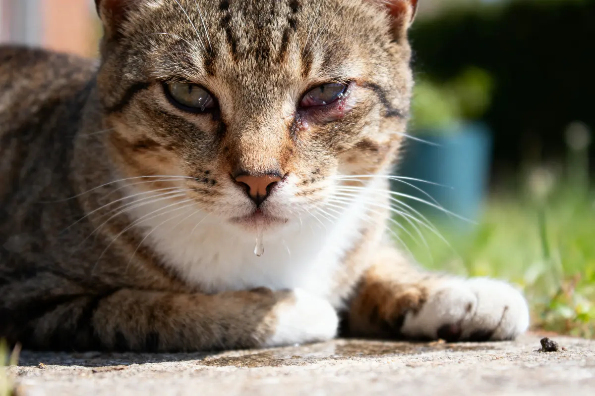 Chat tigré allongé, œil enflé et larmoyant, reposant sur le sol ensoleillé dans un jardin verdoyant.