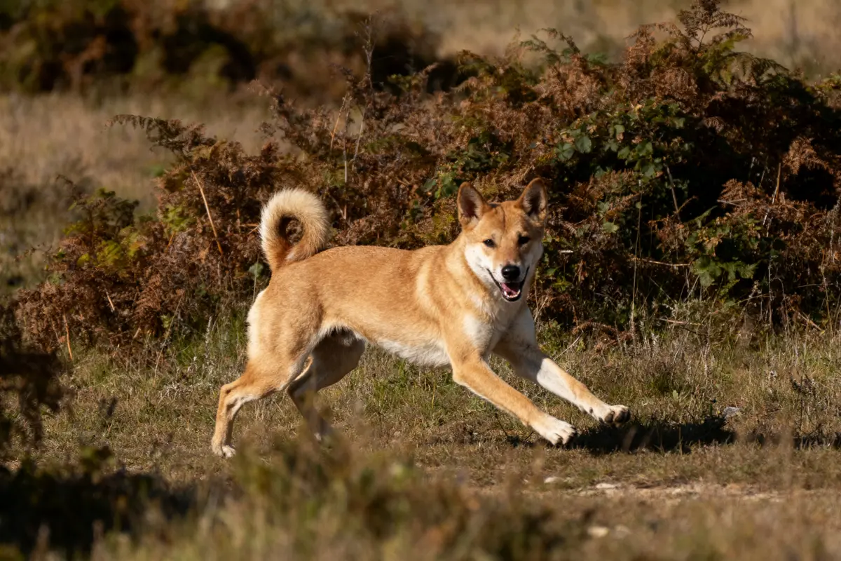 Chien roux courant dans la nature, regard joyeux, buissons à l'arrière-plan.