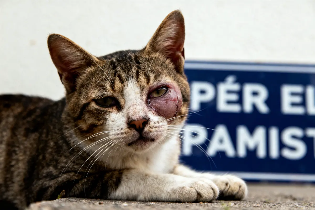 Chat allongé avec une infection à l'œil gauche, fond avec panneau bleu flou.