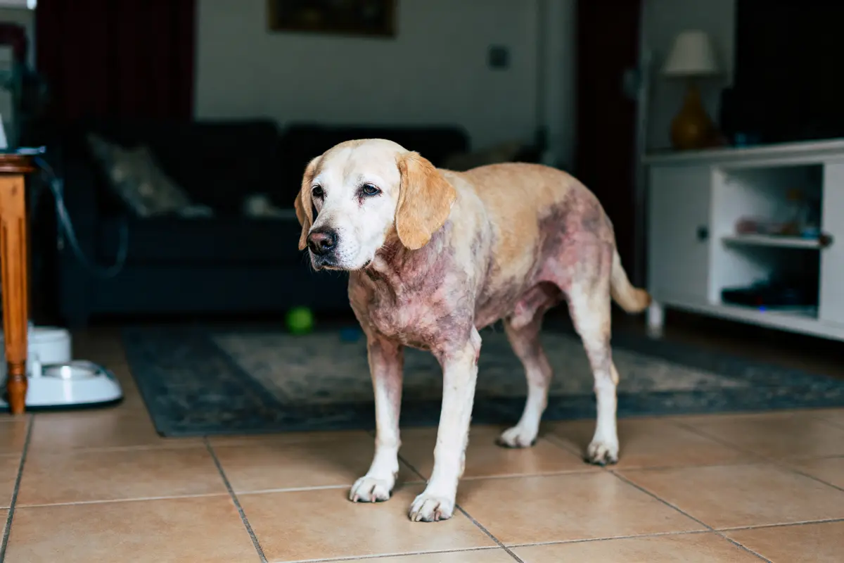 Chien beige debout sur un sol en carrelage, intérieur de maison avec canapé et tapis.