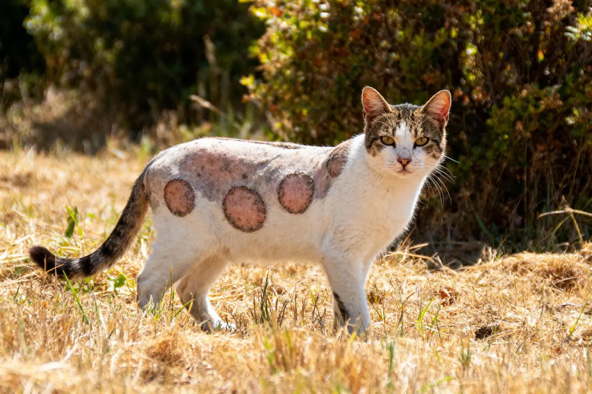 Chat blanc tacheté, debout dans l'herbe sèche, arbustes en arrière-plan. Cinq grandes taches circulaires sur son dos.