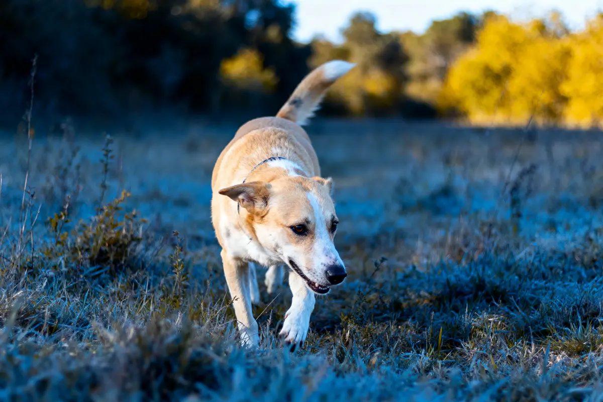 Chien beige marchant dans un pré givré avec arbres en arrière-plan, éclairage matinal clair.
