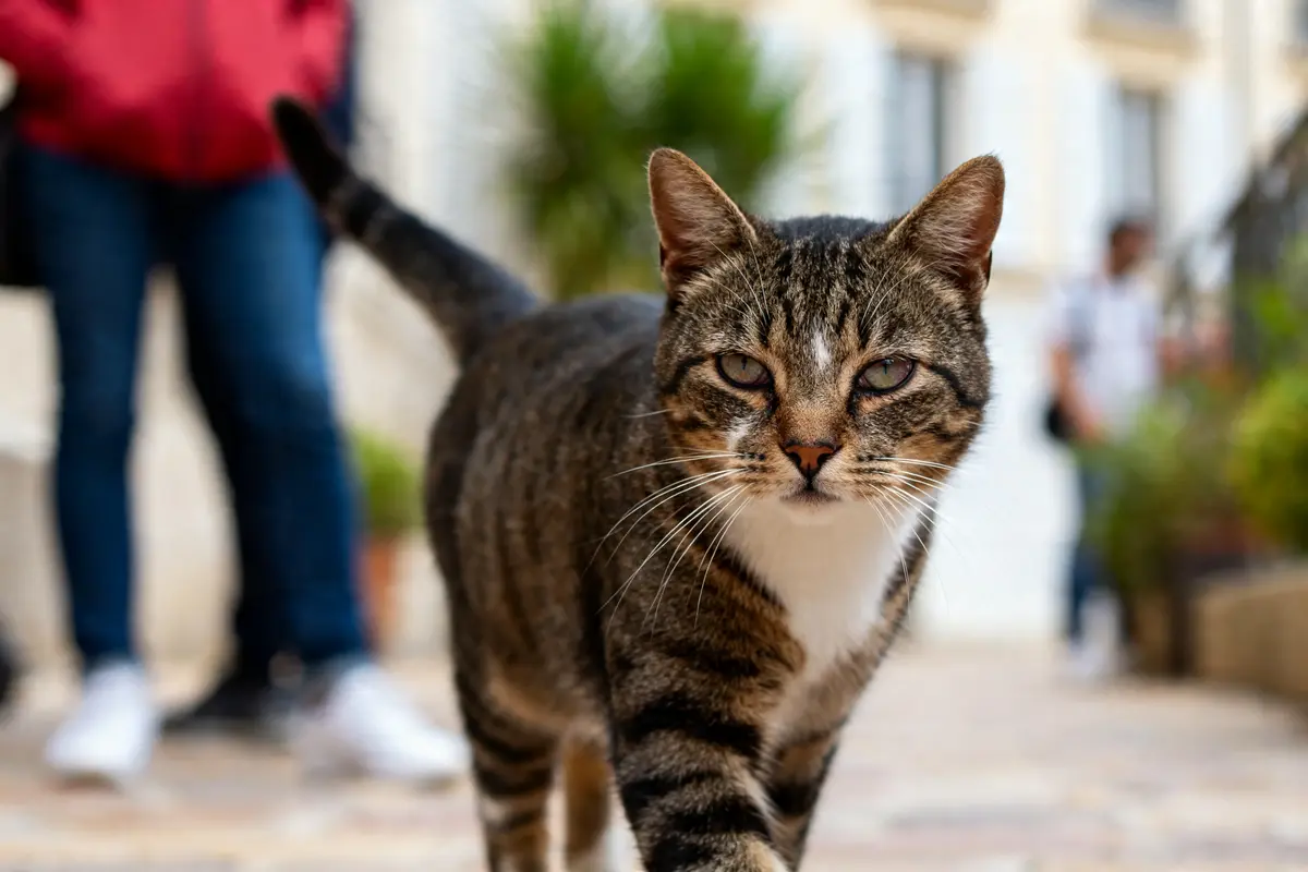 Chat tigré marchant dehors avec possible cataracte visible dans ses yeux uniques