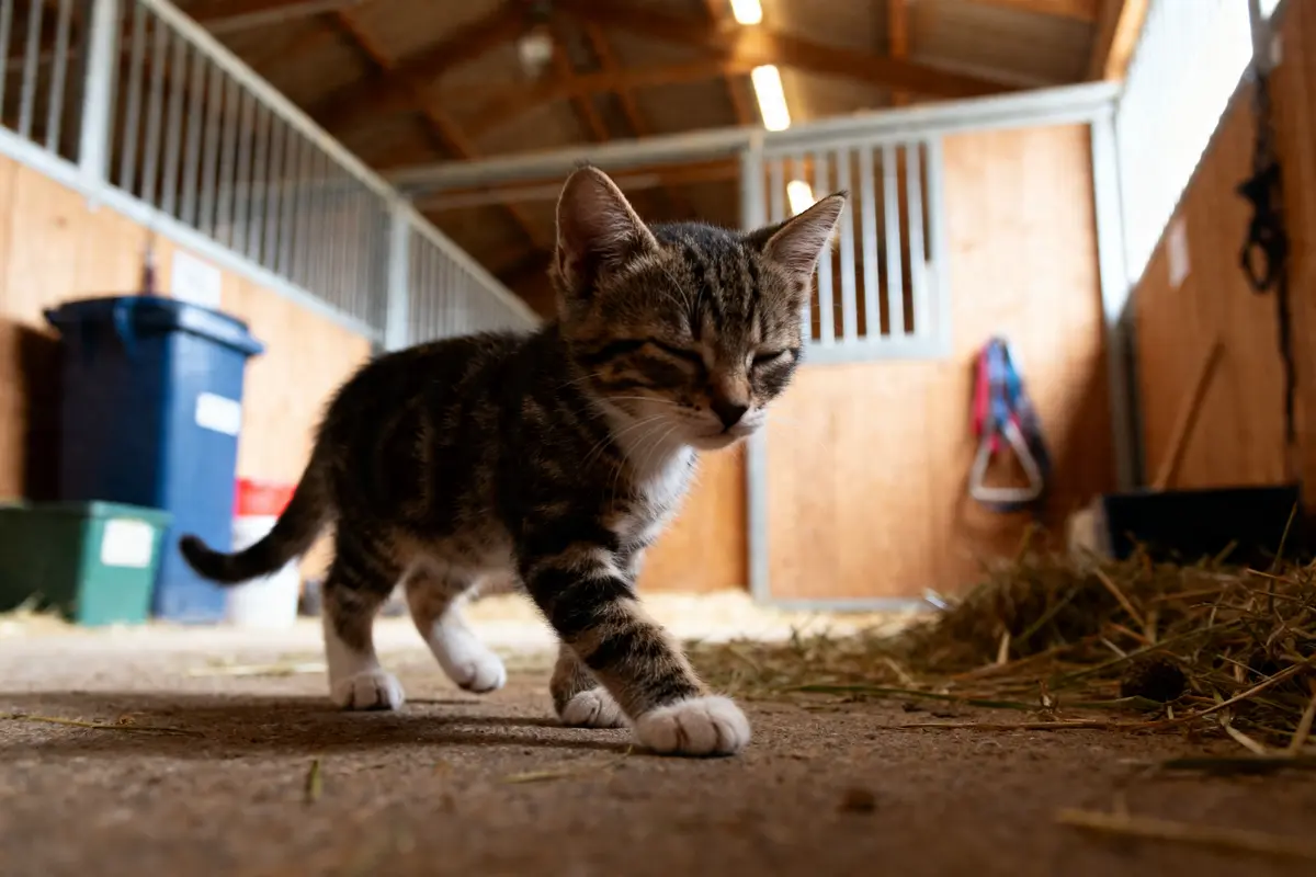 Chaton aveugle marchant prudemment dans une grange lumineuse et spacieuse
