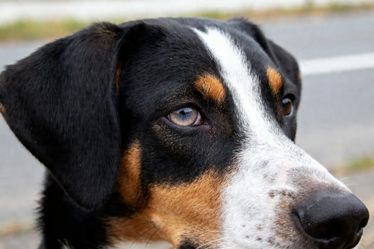 Chien avec œil affecté de cataracte en gros plan sur la route