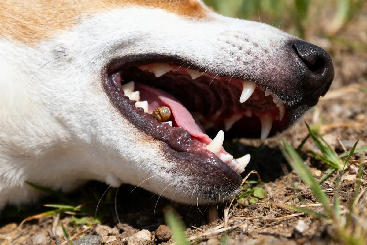 Gros plan de la bouche d'un chien avec un epulis chien visible sur la gencive