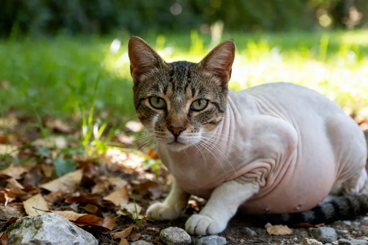 Chat tigré sans poils avec lipome visible dans un jardin ensoleillé photo