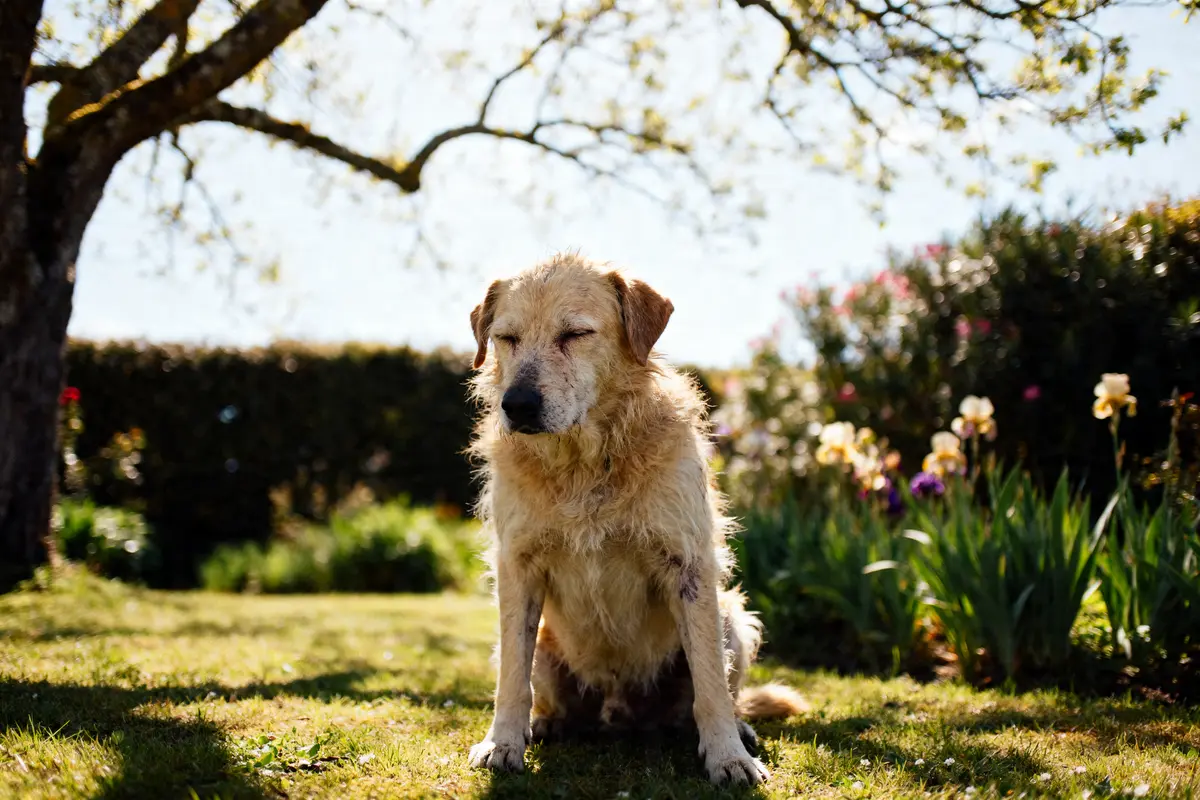 Chien âgé assis dans un jardin fleuri évoquant le lymphome chien espérance de vie sans chimio