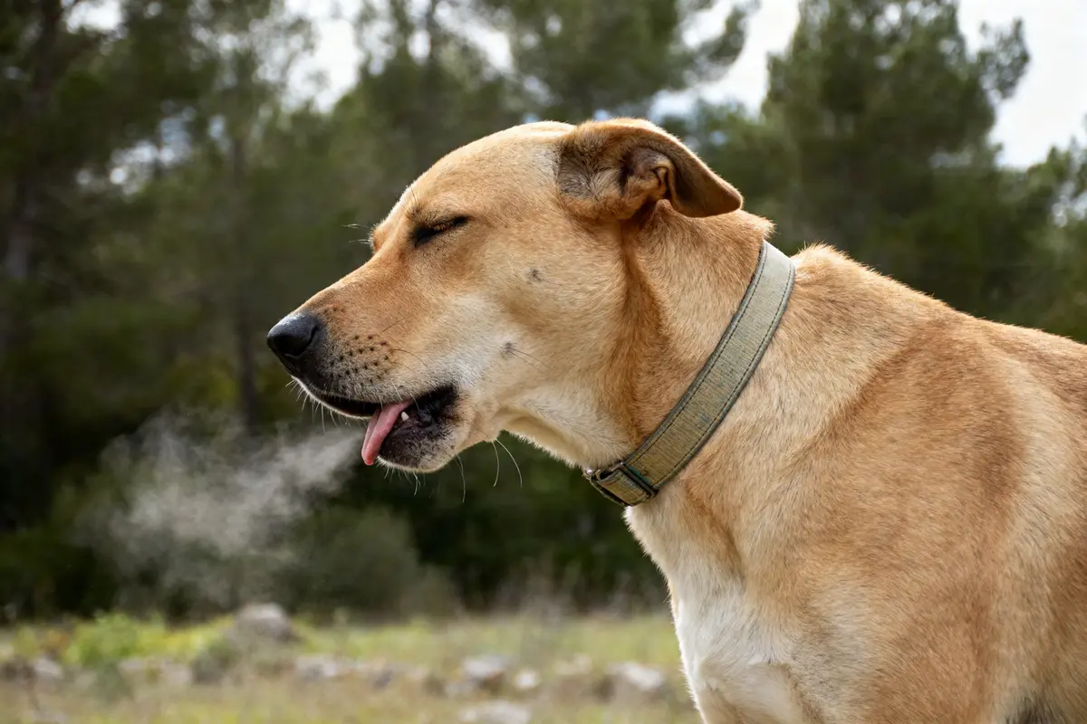 Chien de profil toussant en plein air illustrant symptômes trachéite chien