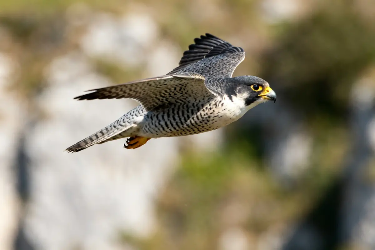 Animal en F : liste complète des animaux fascinants