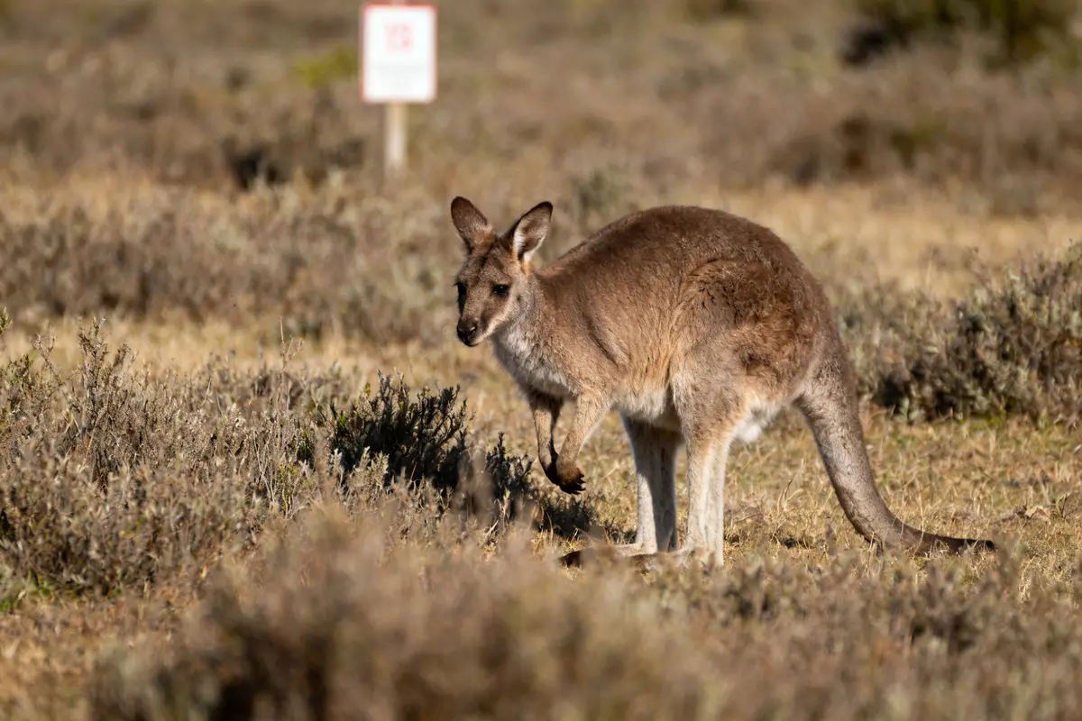 Animal K : liste complète des animaux fascinants à connaître