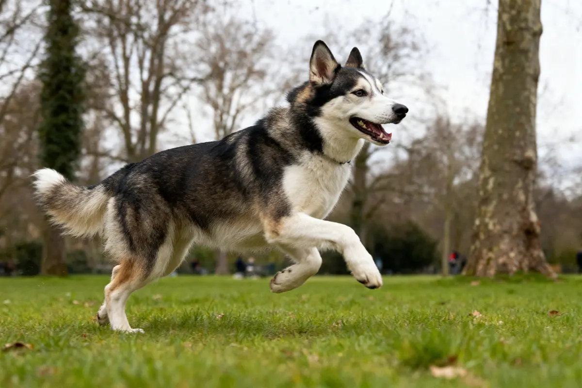 Chien joyeux courant dans un parc verdoyant capturé par Borsky