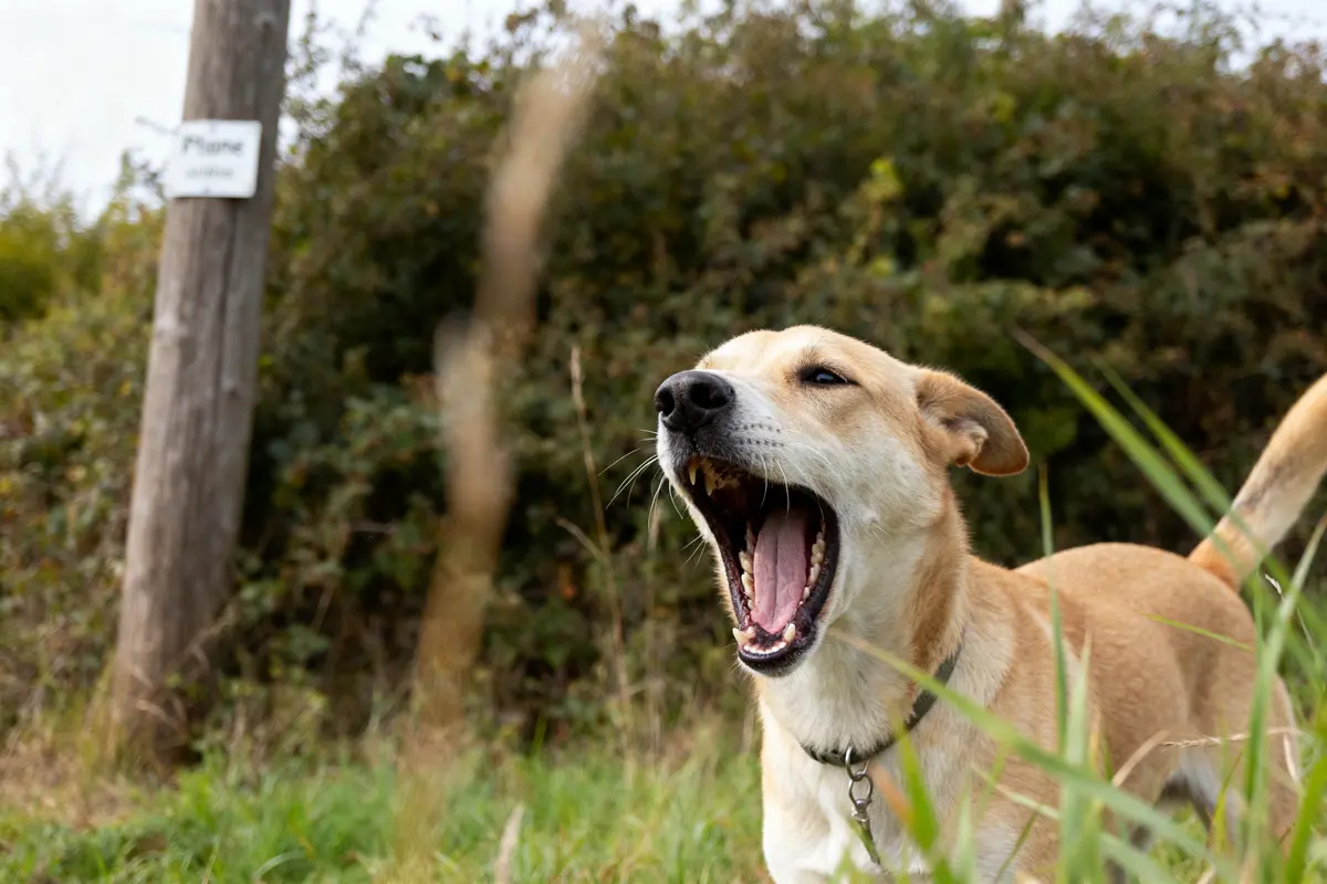 Chien aboyant bruyamment dans un champ évoquant les bruits chiens naturels et spontanés