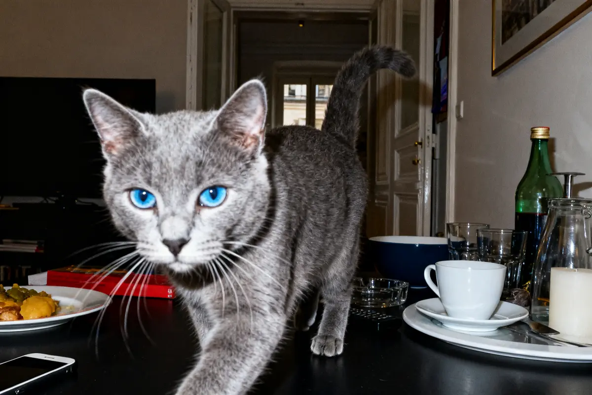 Chat gris yeux bleus marchant sur une table avec vaisselle et objets divers